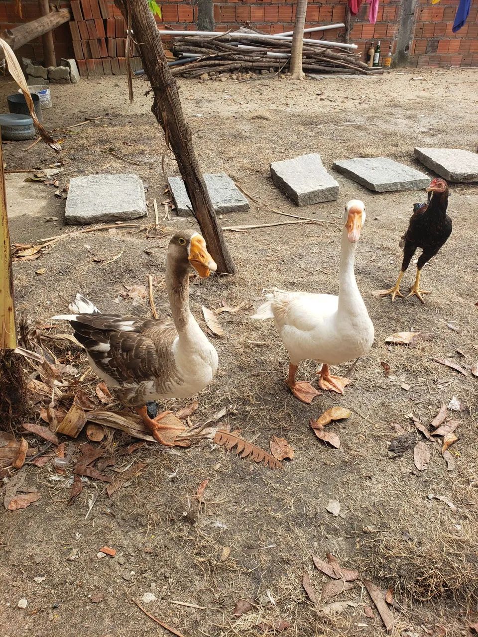 Casal de Gansos  - Foto 5