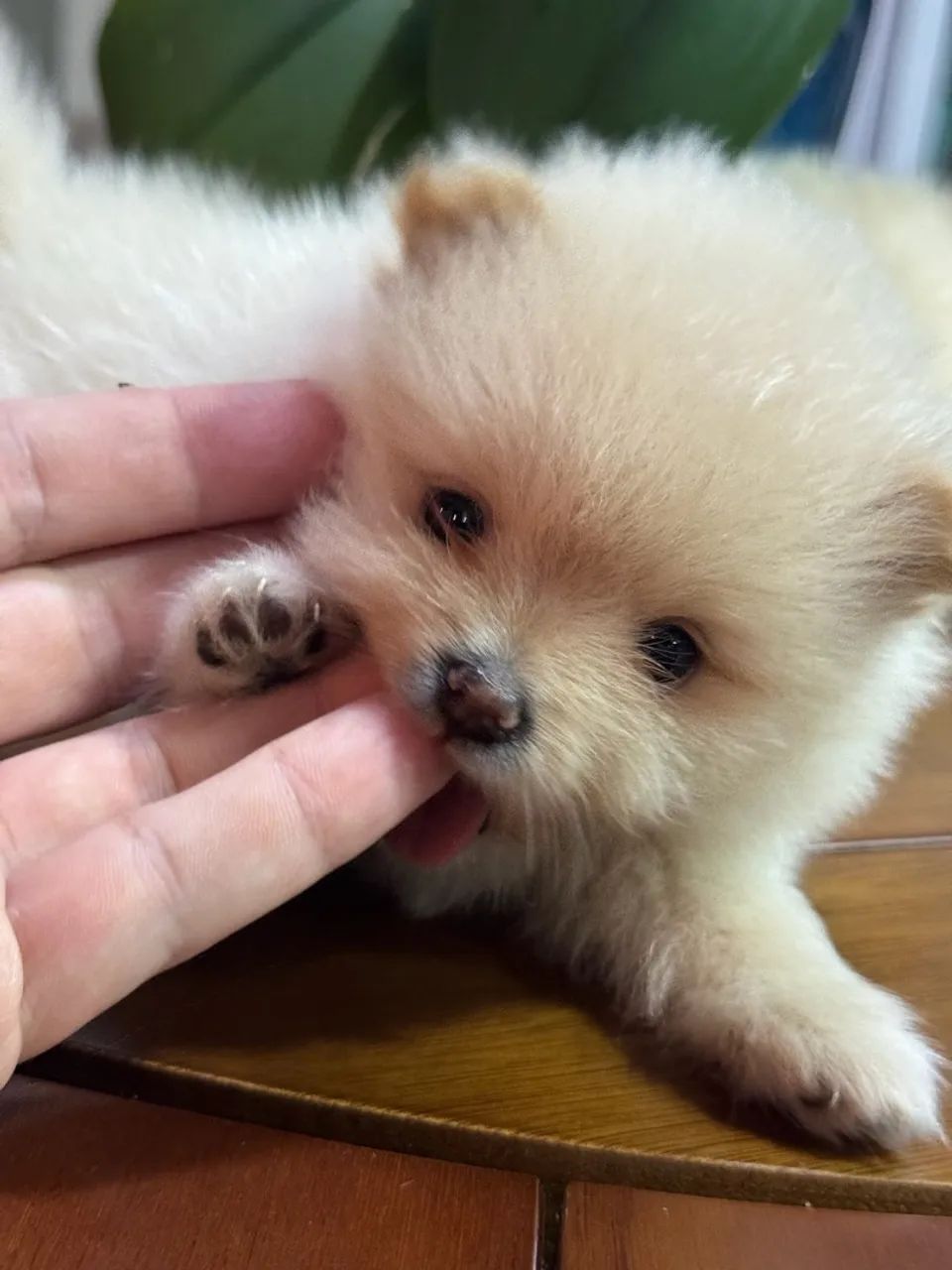 spitz alemão ANÃO (Lulu da pomerania ) - Foto 5