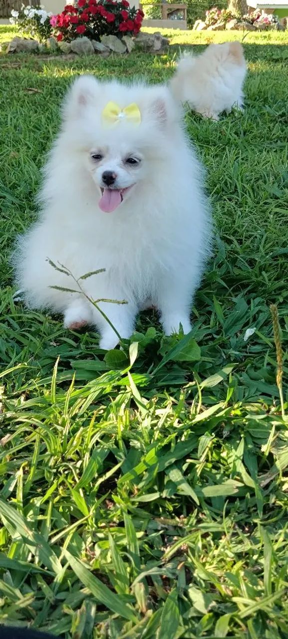 Lindos spitz alemão / lulu da pomeranea - Foto 6