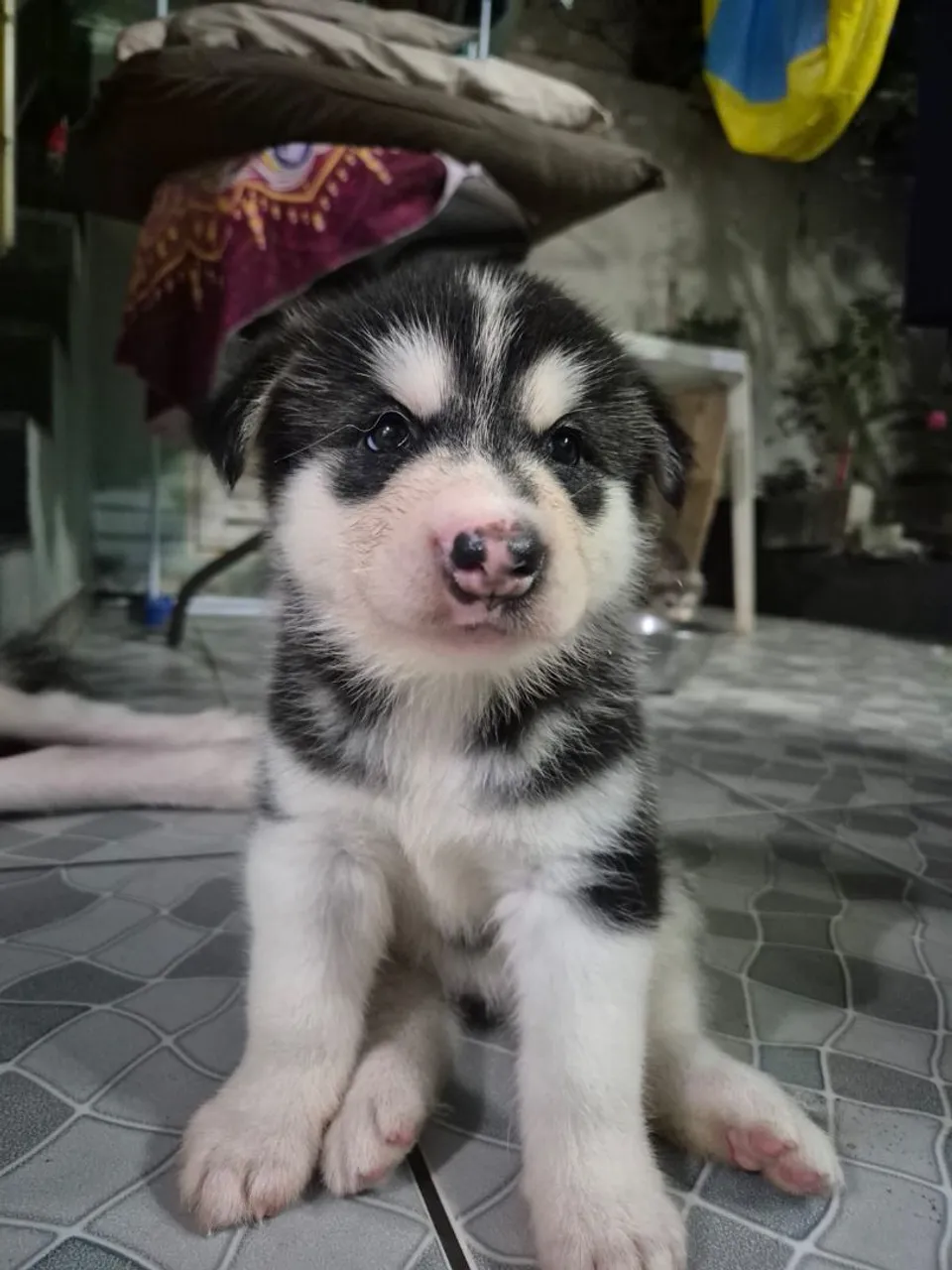 Malamute do Alaska (OLHE O ANÚNCIO)