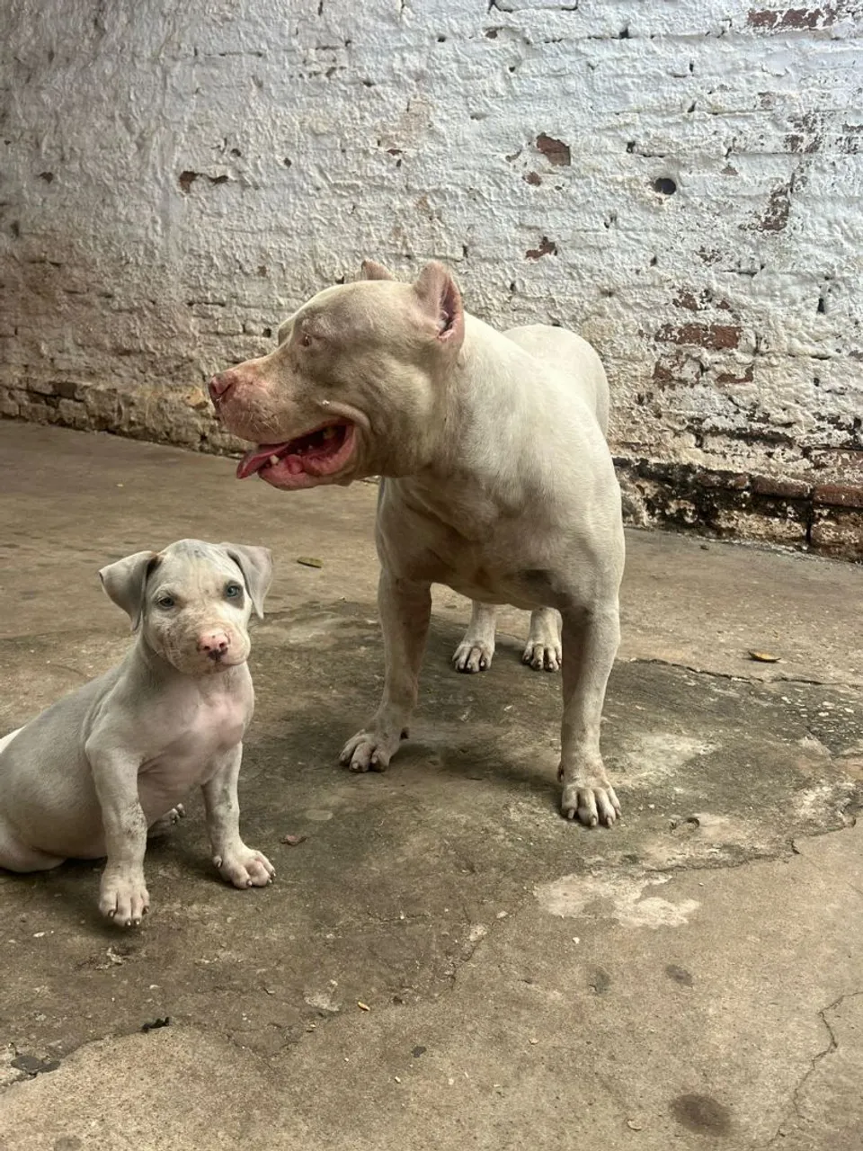 Filhote de Pitbull com ótima genética
