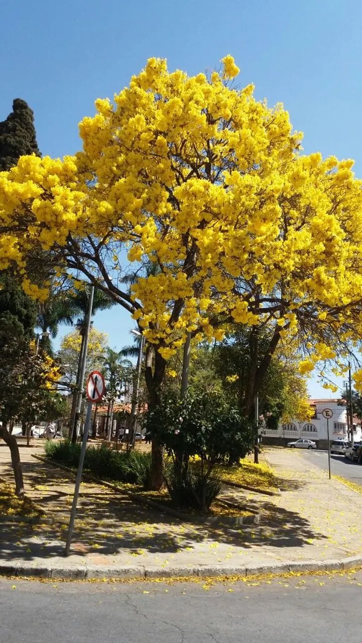 Barroca tenis clube - uso individual - Foto 2
