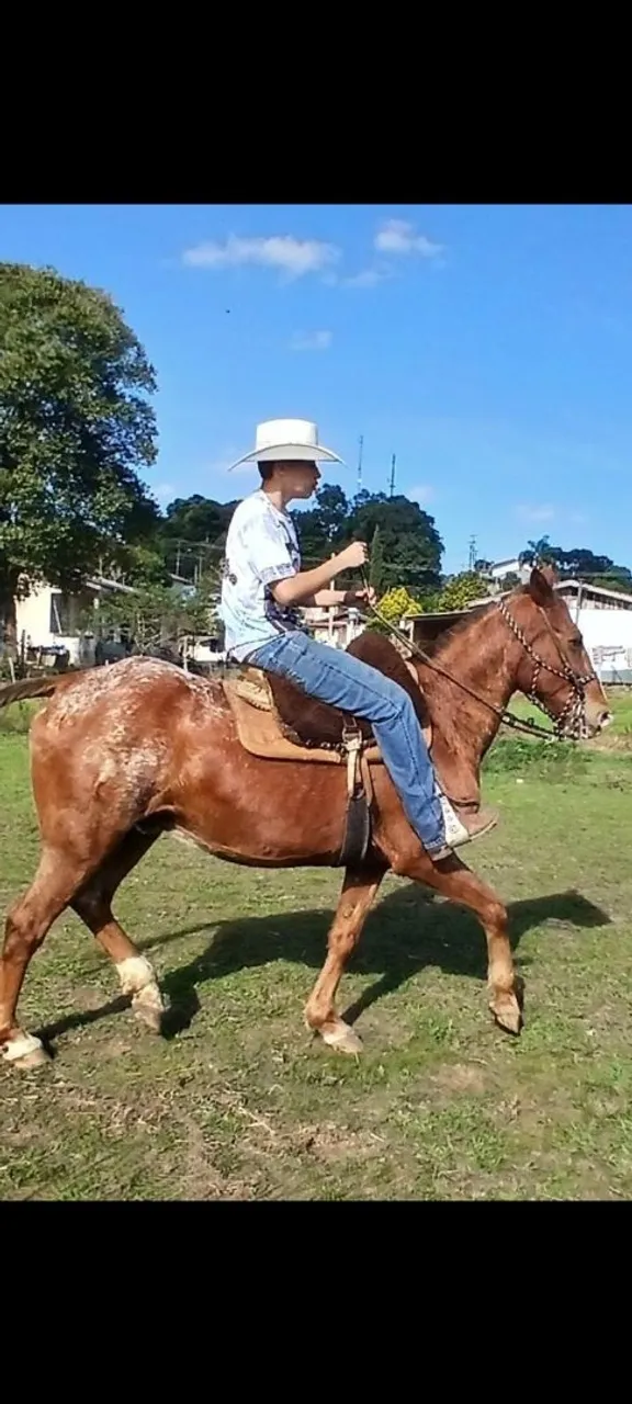 Cavalo Appaloosa para venda