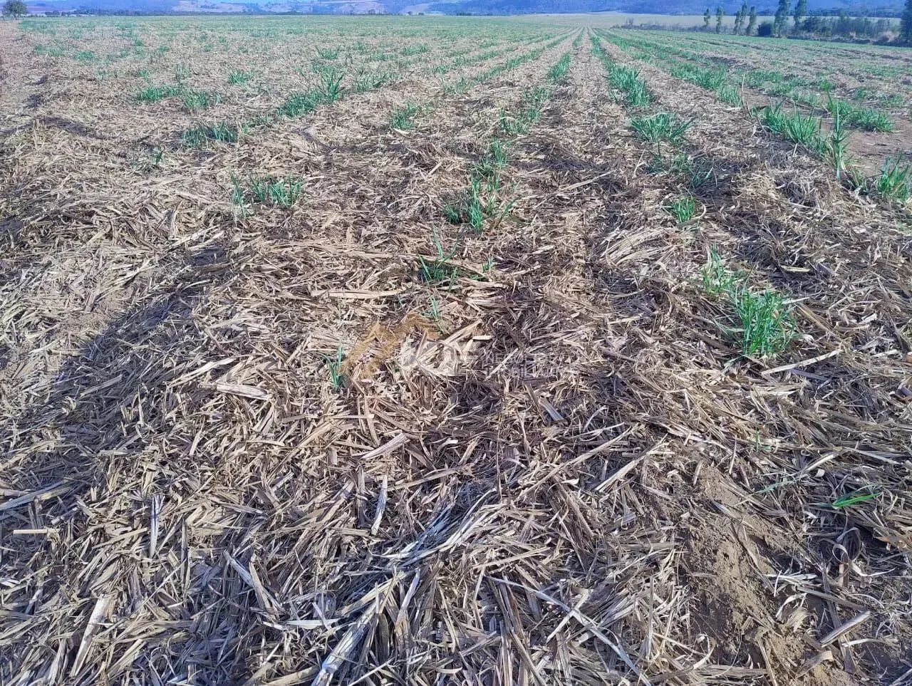 Fazenda a Venda em Mococa- SP - Foto 4