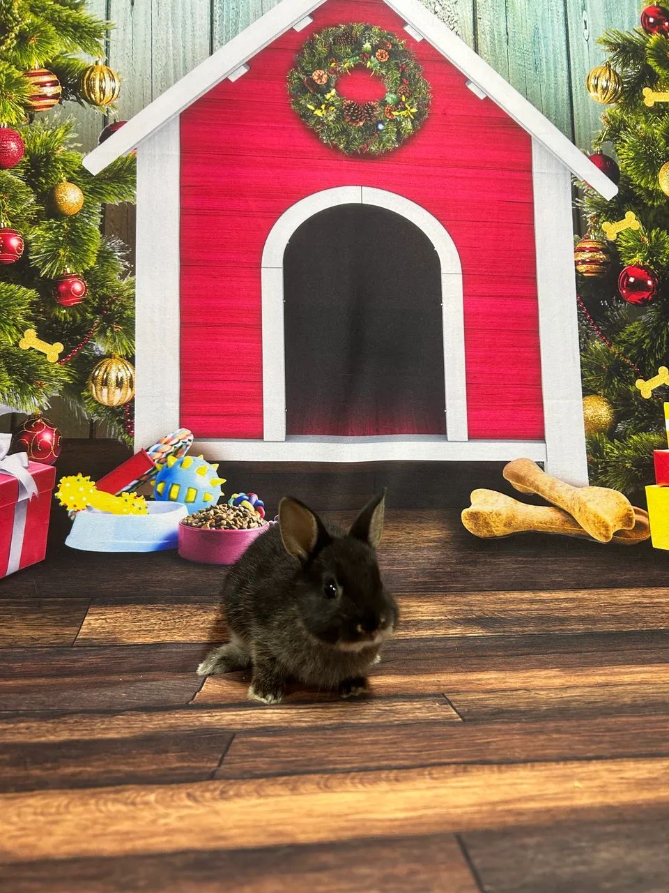 Mini coelho NETHERLAND  - Foto 4