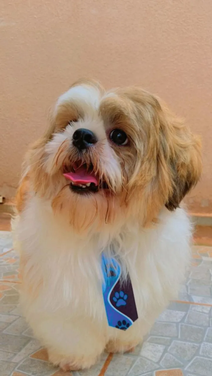 Estou doando um cachorro tem 4 ano