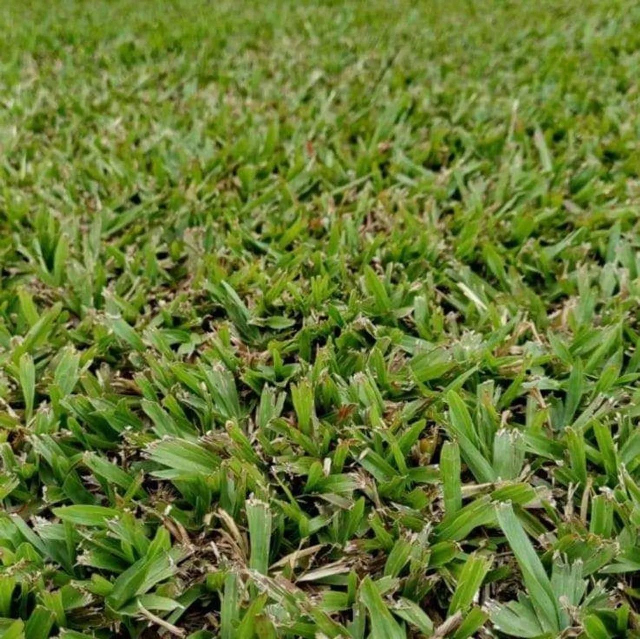 Grama Catarina respin misturada 7,50.    São Carlos  - Foto 6