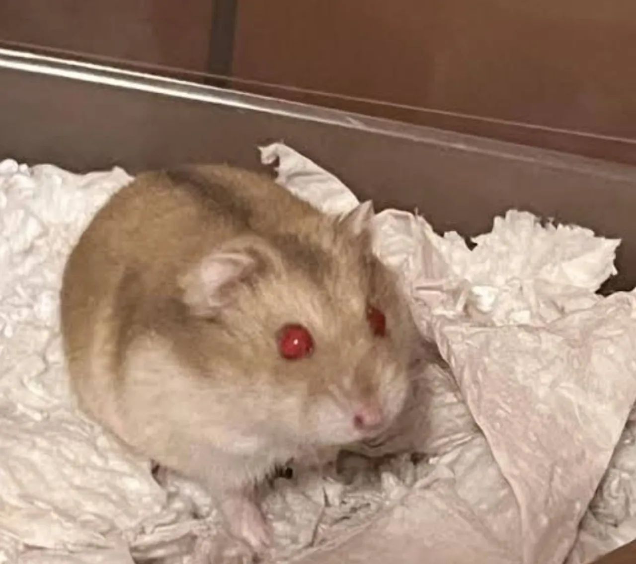 Hamsters Anão Russo