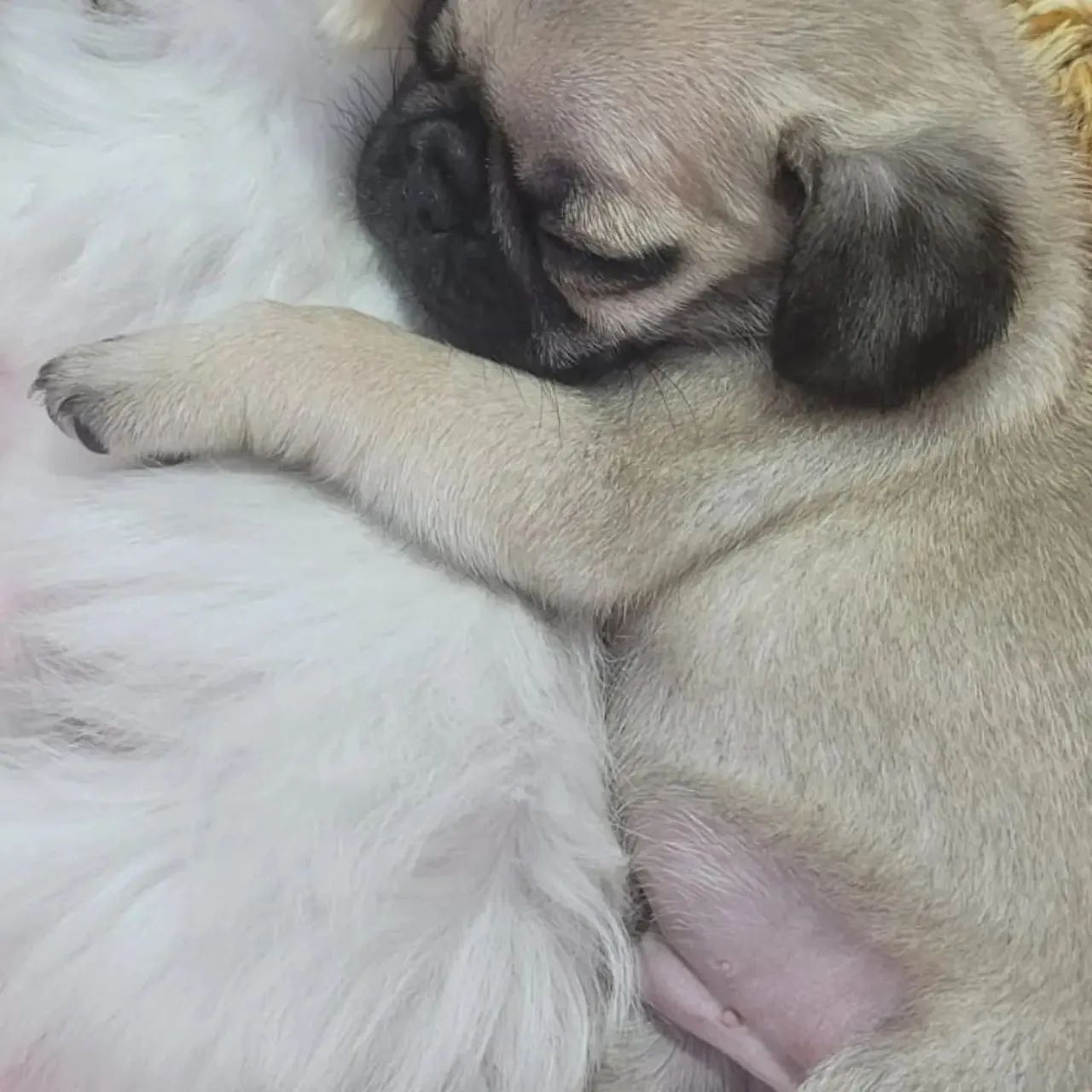 Filhote de Pug fofo e estiloso - Foto 4