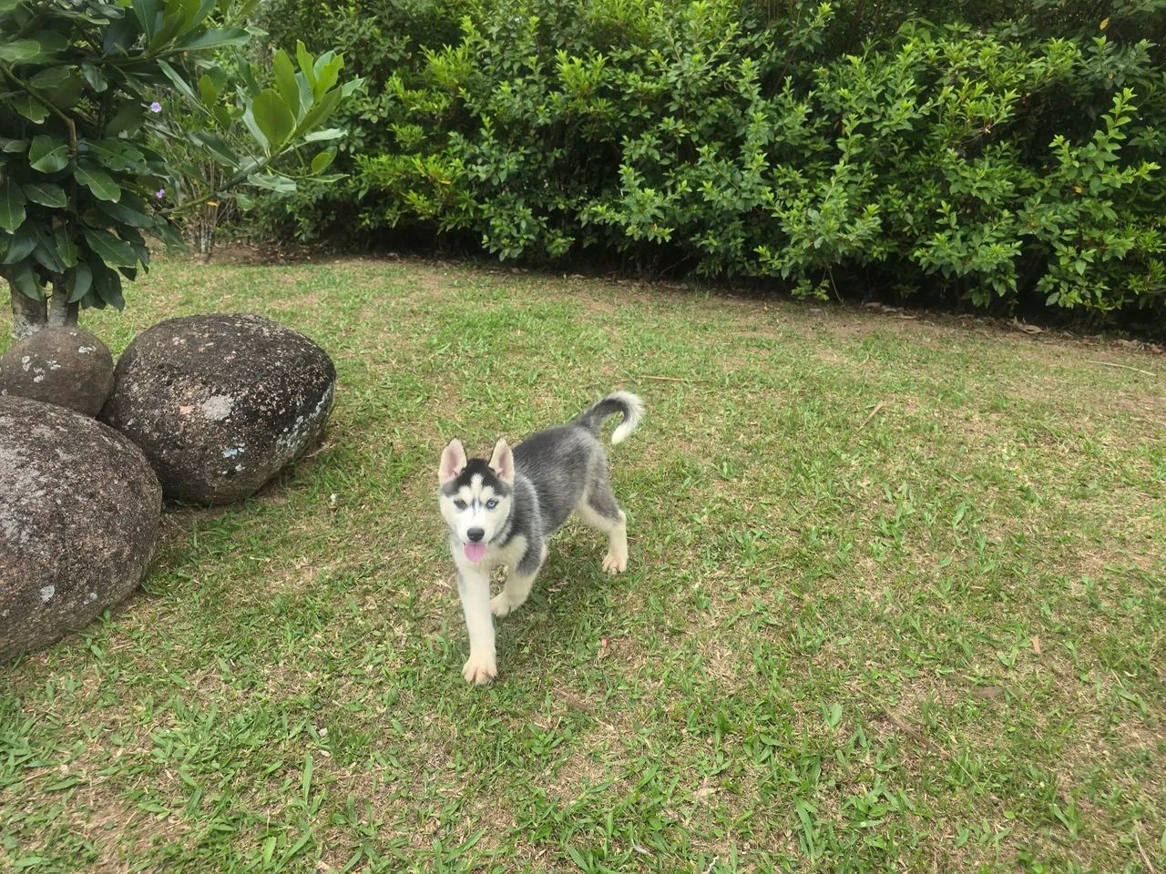 Husky Siberiano top - Foto 6
