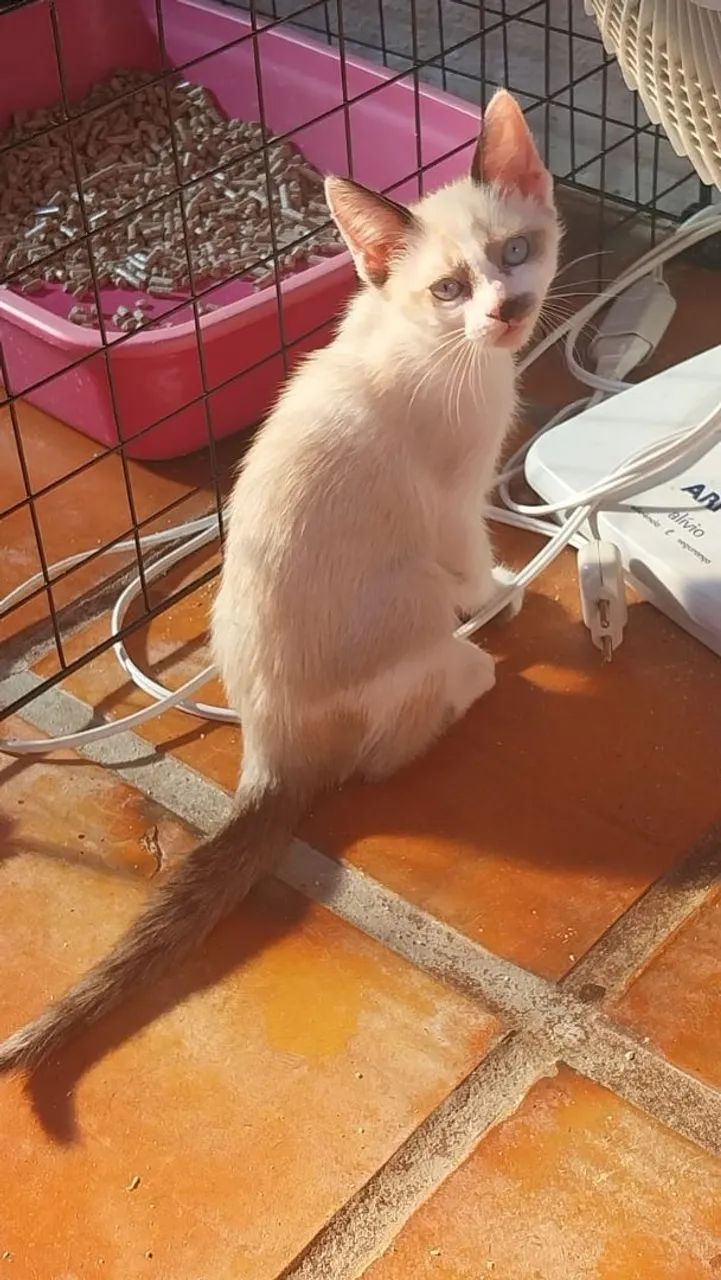 Gatinha siamesa sialata filhote fêmea  - Foto 2