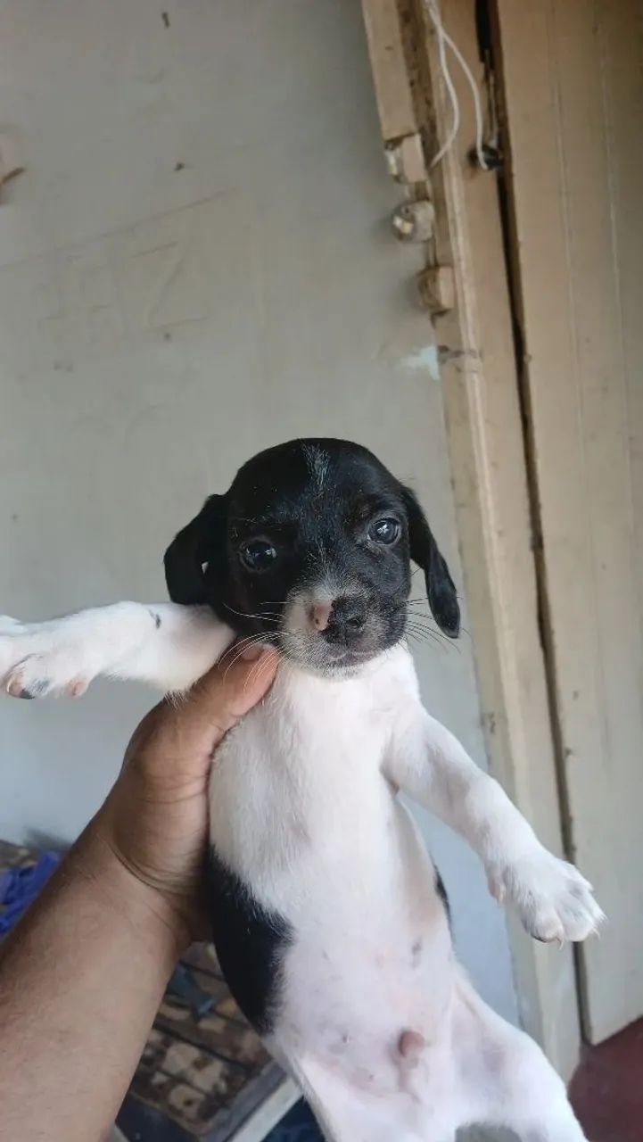 Filhotes de cachorro disponível para adoção - Foto 2
