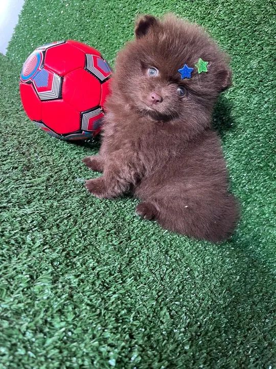 Lulu da pomerania exótico puro e com pedigree  - Foto 2