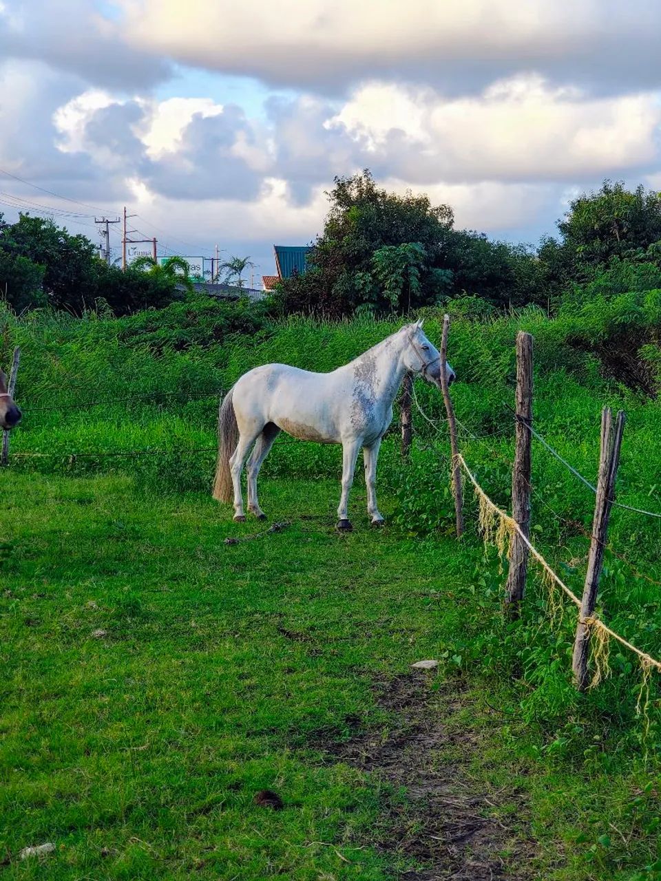 Égua de picado puro de MM com puro de QM