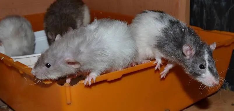 Rato twister rex, harleys e diversas variações  - Foto 3