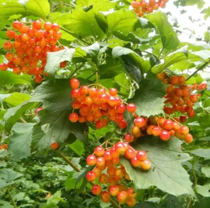 Mudas de Fruto da Sábia  - Foto 3