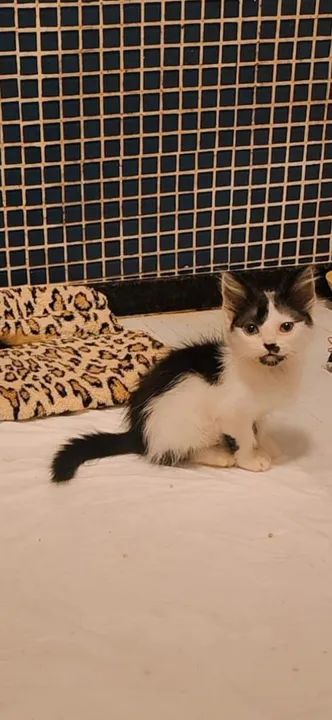 Gatinho macho de 2 meses para adoção responsável no Rio de Janeiro  - Foto 3