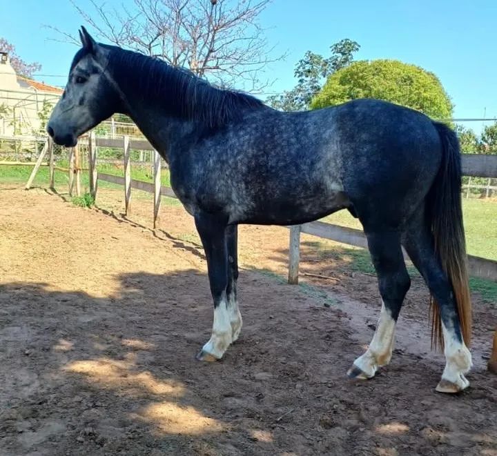 Potro (cavalo) 8 meses tordilho  BH x PSI