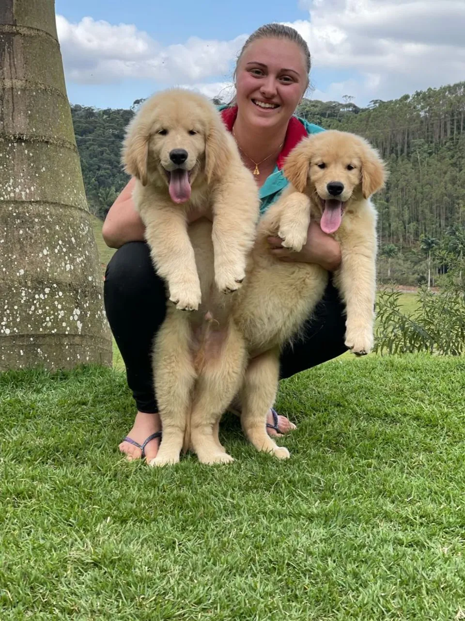 Golden top Triunfokennel