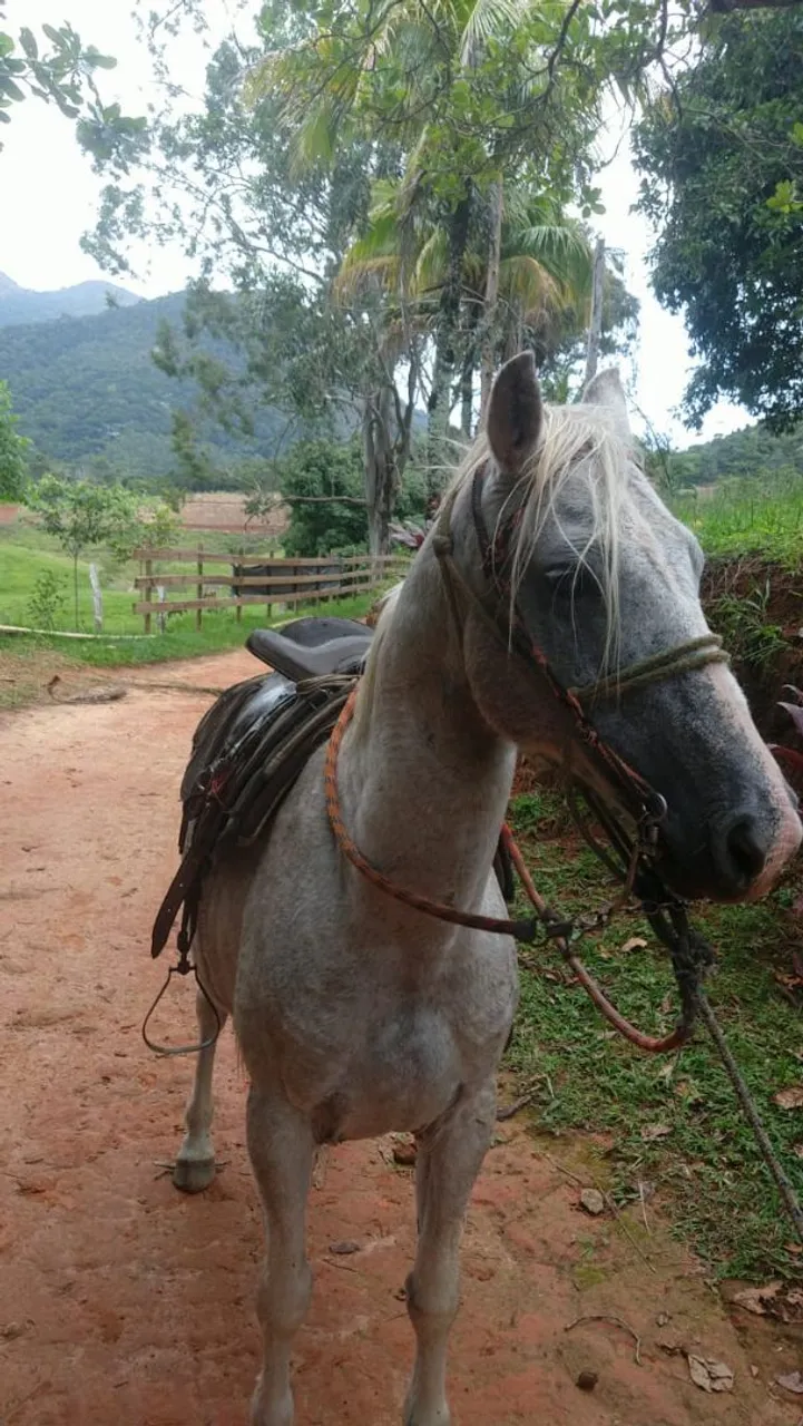 Cavalo meio sangue QM