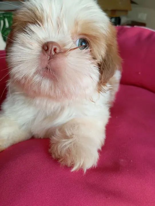 Filhote Shih Tzu - Foto 3