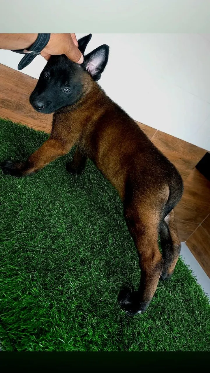 Filhote de Pastor Belga Malinois
