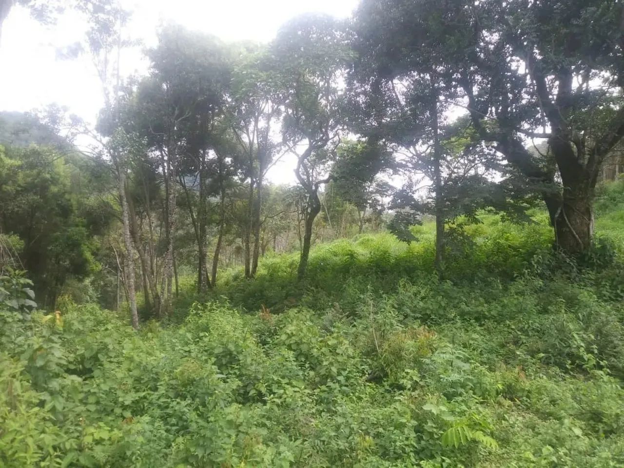 .Oportunidade única. chácara em Guaratinguetá - Foto 8