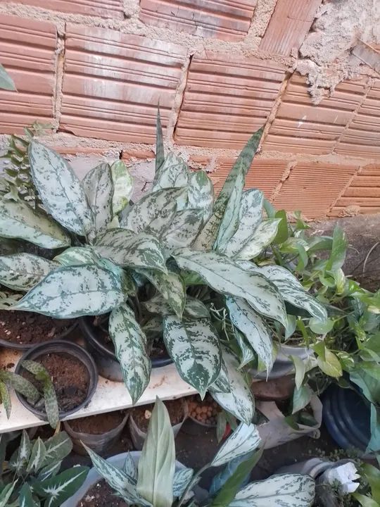 20$ lindas plantas - Foto 5