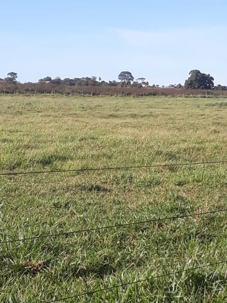 Arrendo 5,5 hectares para pecuária a 20 km da UCDB