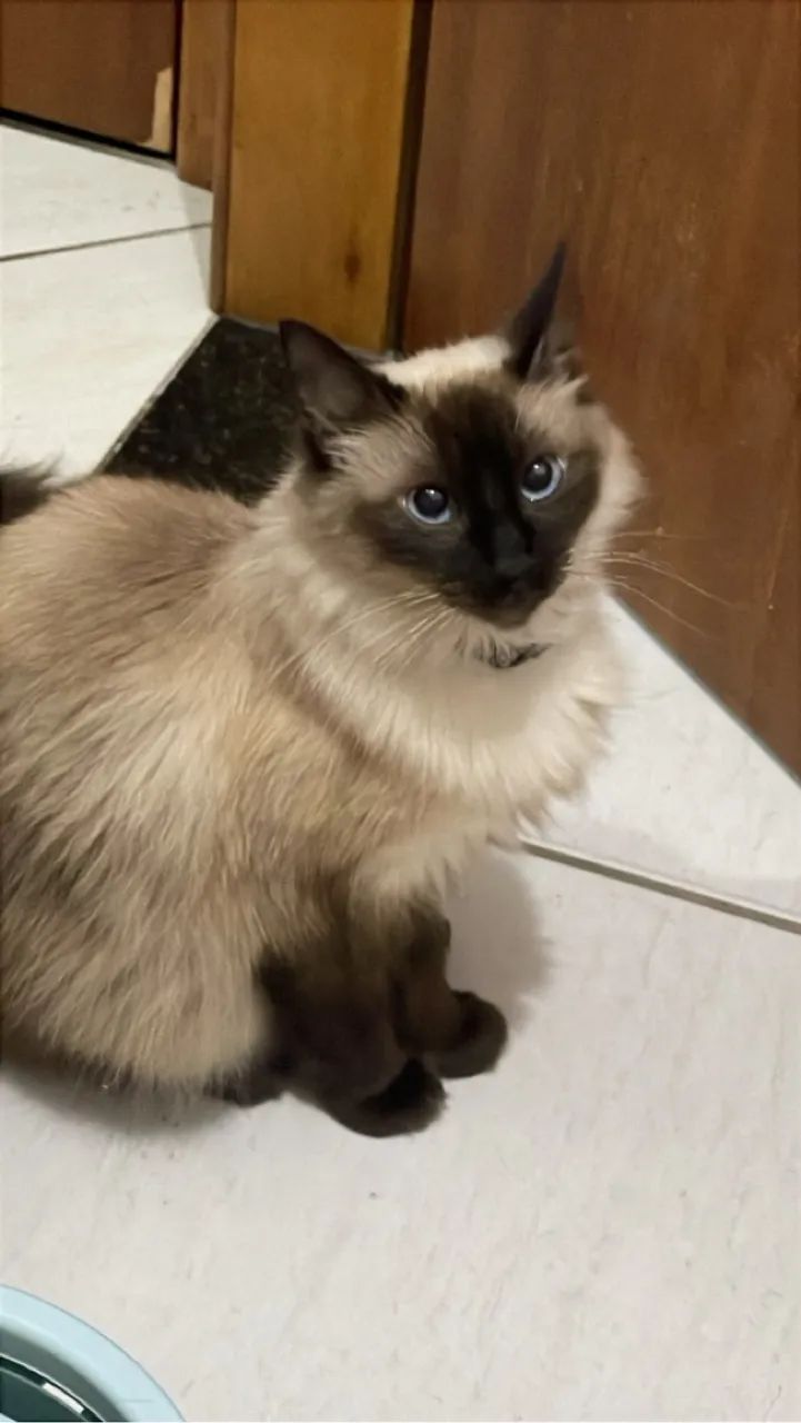 Gato Siamês disponível para adoção