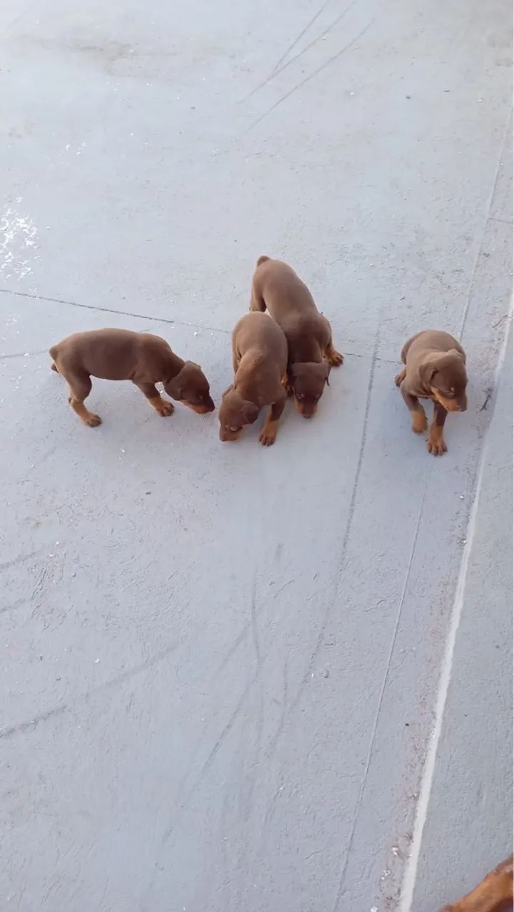 vendo filhote de dobermann marrom PURO - Foto 3