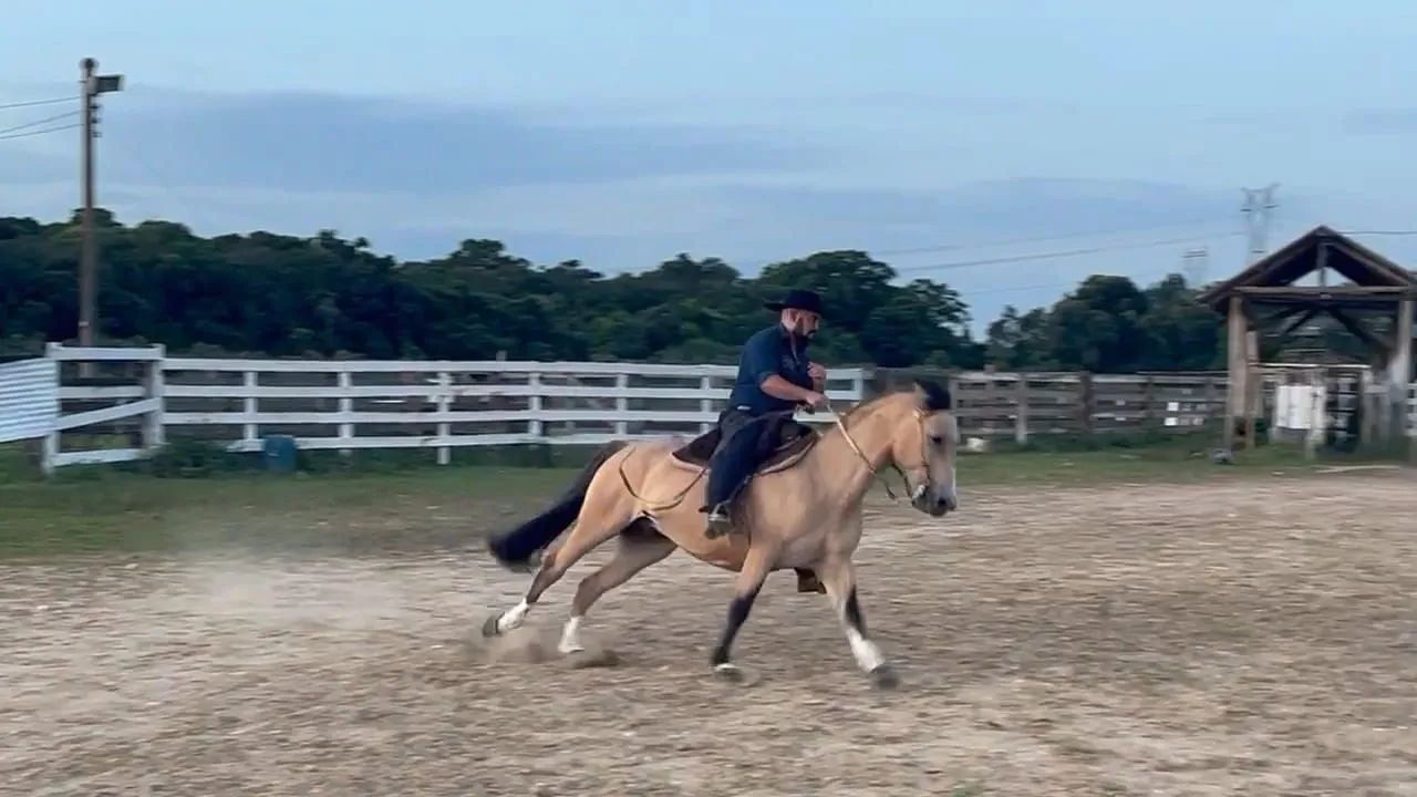 Cavalo Crioulo para venda - Foto 6