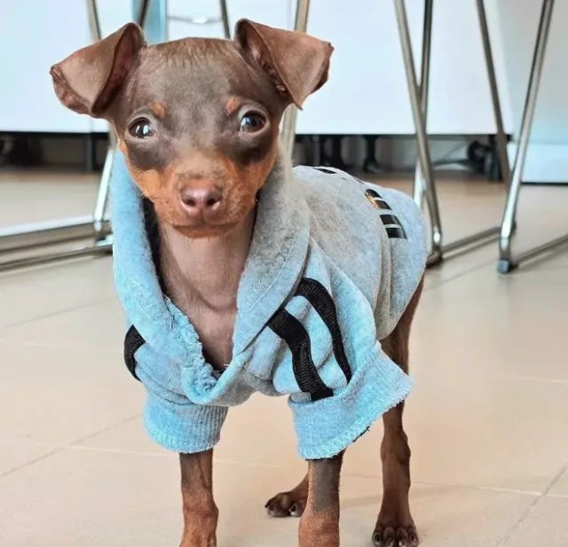 Pinscher zero - Macho chocolate cor inédita com segurança e procedência