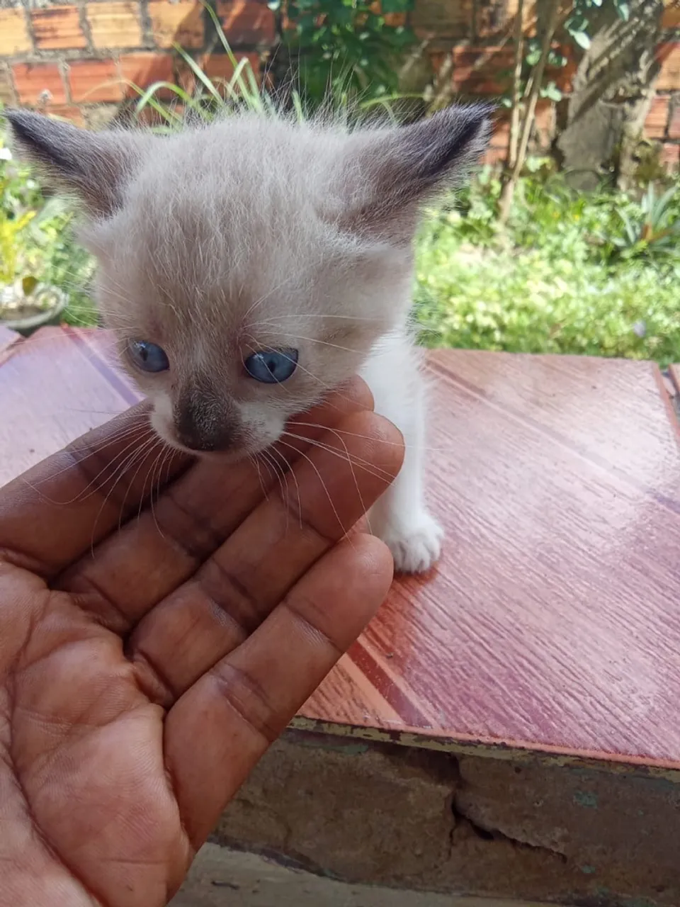 Gatinhos para adoção