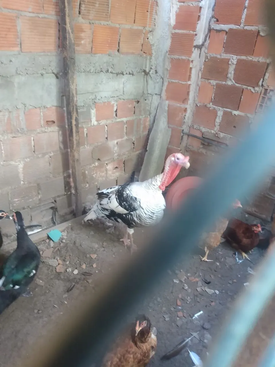 Peru, saquê ou galinha da Angola, galinha balão