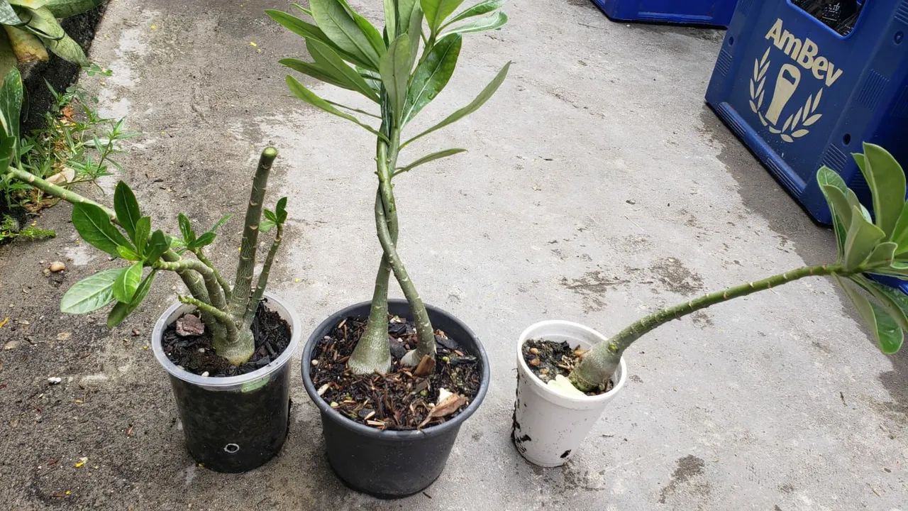 Arabicum de 10 e de 20 reais - Foto 4