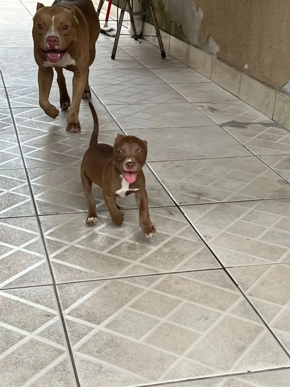 Filhote Pitbull - Raça Pura! 