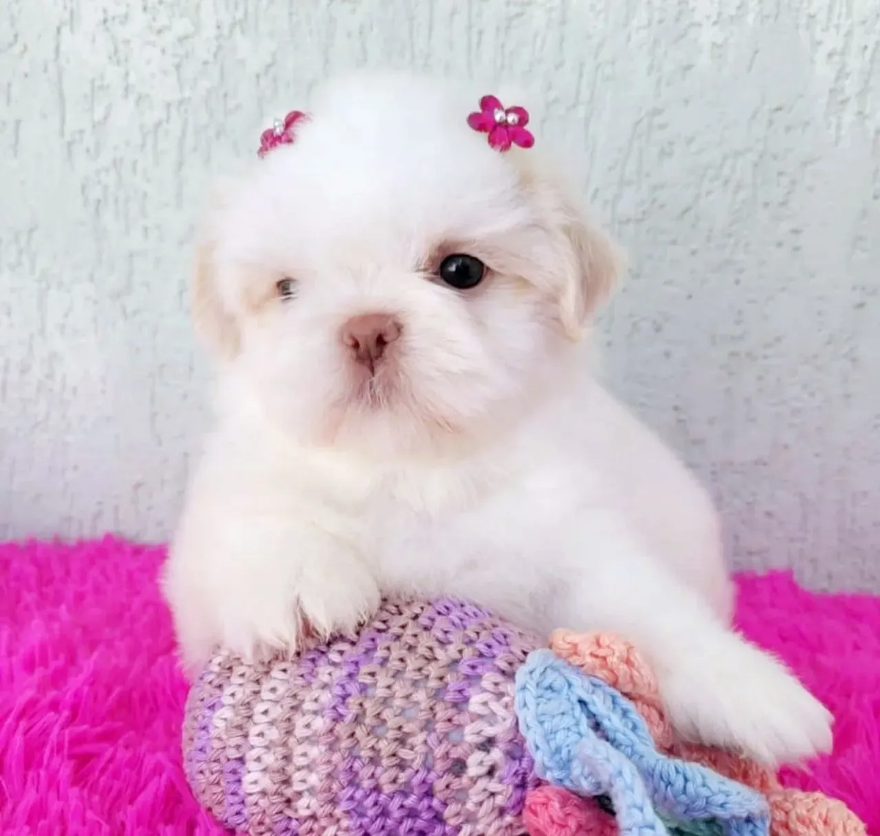 Shih Tzu