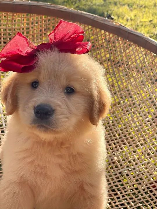 Beleza de sobradinho  - Foto 2