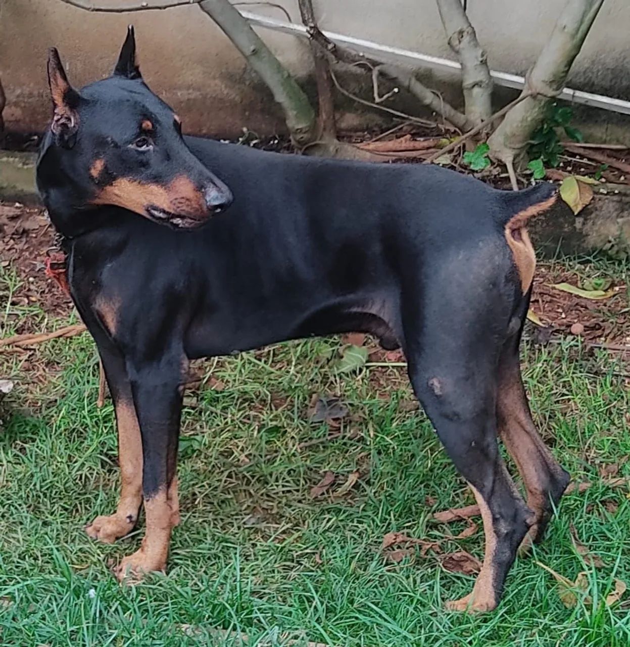 Doberman macho - Foto 5