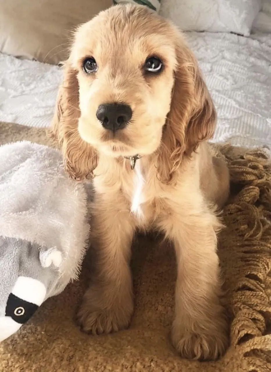 Filhotes de Cocker Inglês Entrega já 