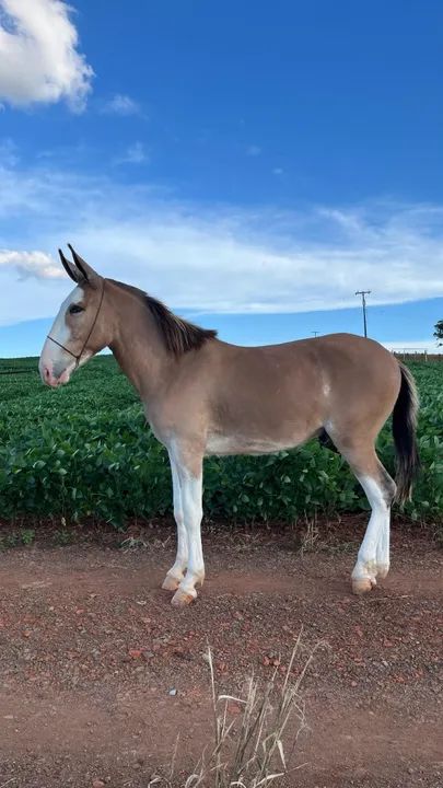 Vendo BURRO 18 meses - Foto 3