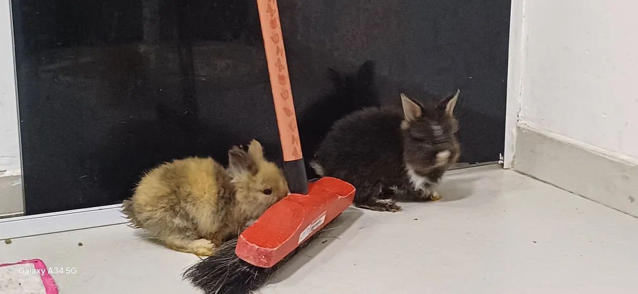 Coelhos fofinhos mine teddy  - Foto 2