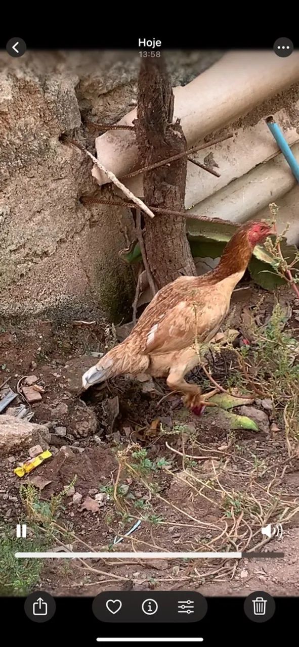 Galinha Índia  - Foto 3