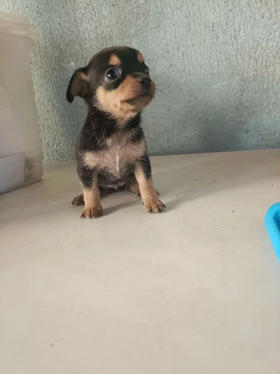 Pincher - Foto 2