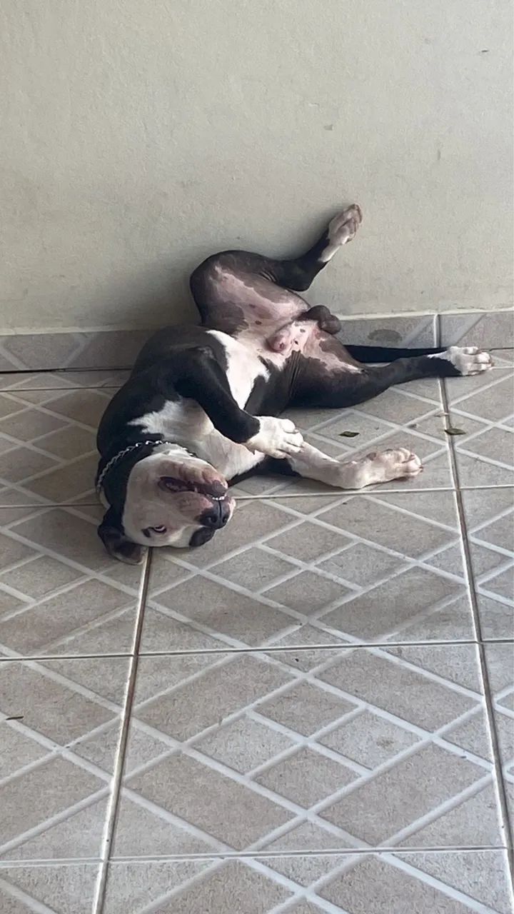 Adoção responsável  - Foto 4