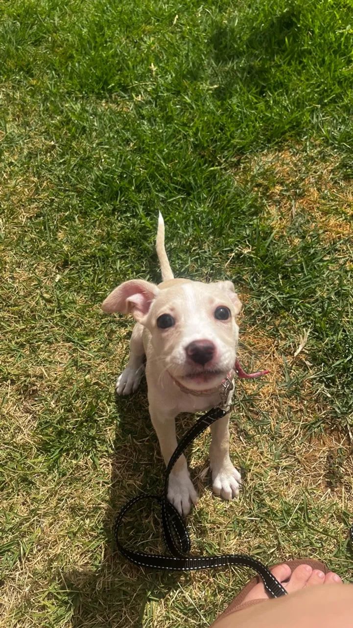 Cachorrinha - Foto 4