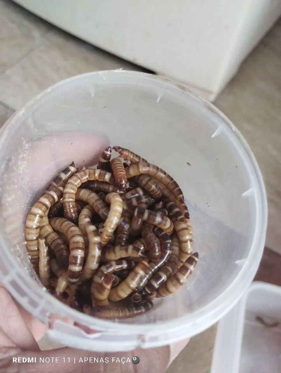 Tenébrio pescaria