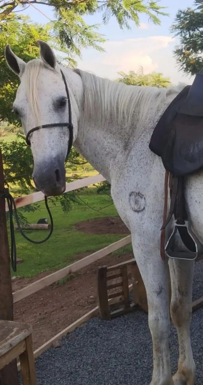Cavalo  - Foto 2