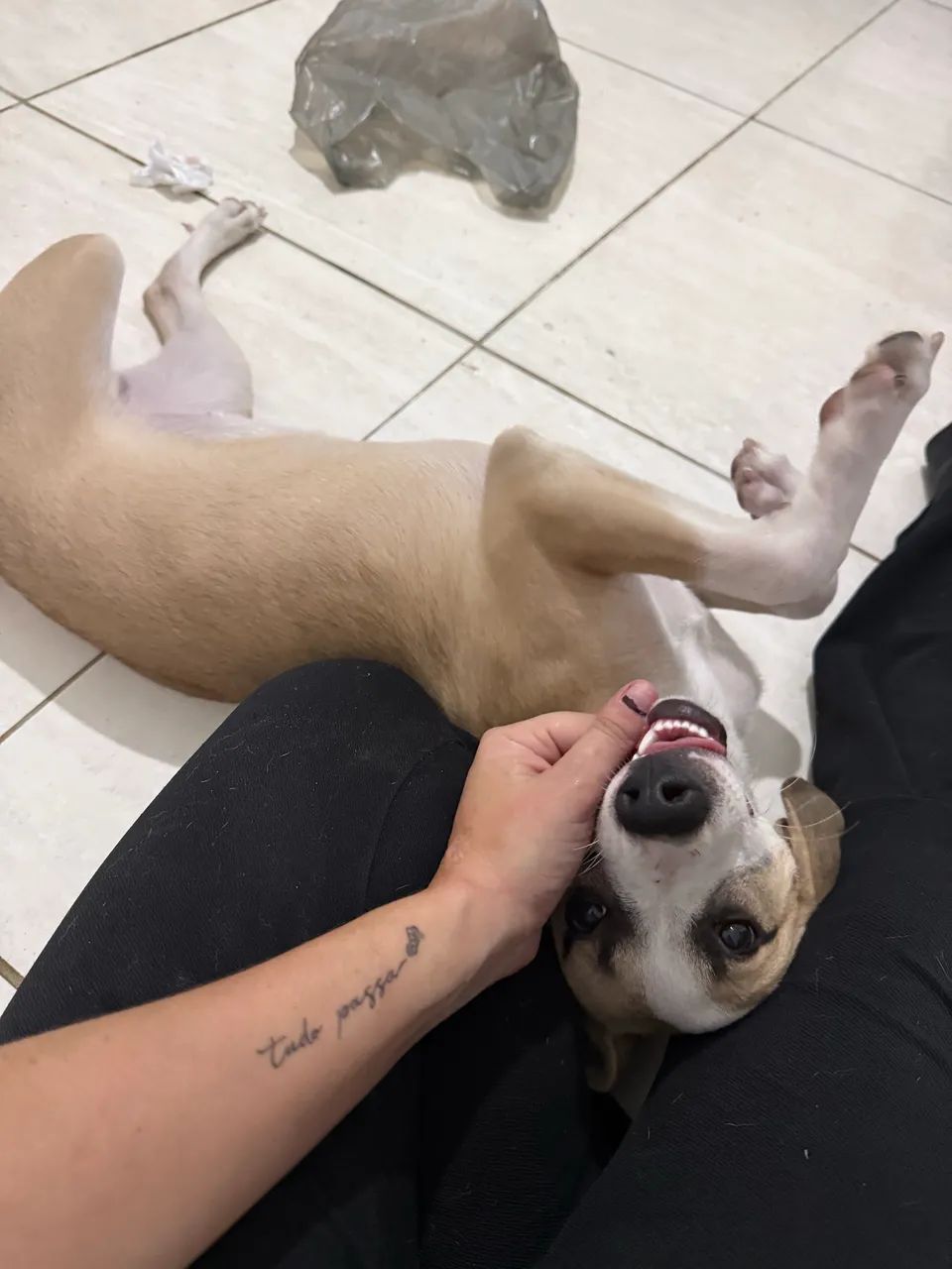 Cachorrinha  - Foto 2